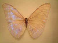 Morpho ssp aberration - El Tocuyo Corrdillera de M,rida Venezuela, 1911 H. Fruhstorfer (Internet Image property of respective owner, non-commercial use only)